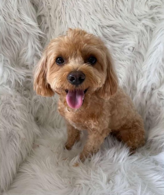 Kita-Hund Lio begleitet die Kinder beim Spielen im Montessori Kinderhaus Waiblingen